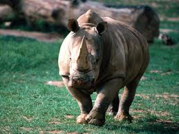 rhino